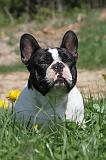 BOULEDOGUE FRANCAIS 377